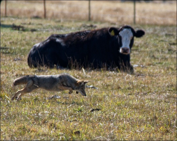coyote-hunts-rodents-not-cows-050212-tom-knudson
