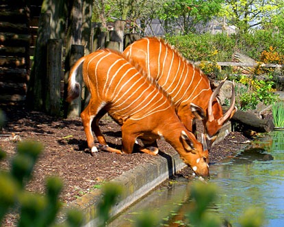 U.K. Zoos Get Failing Grade – Inspectors, Too - Earth in Transition