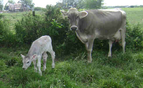 cow-calf-2-112912.jpg