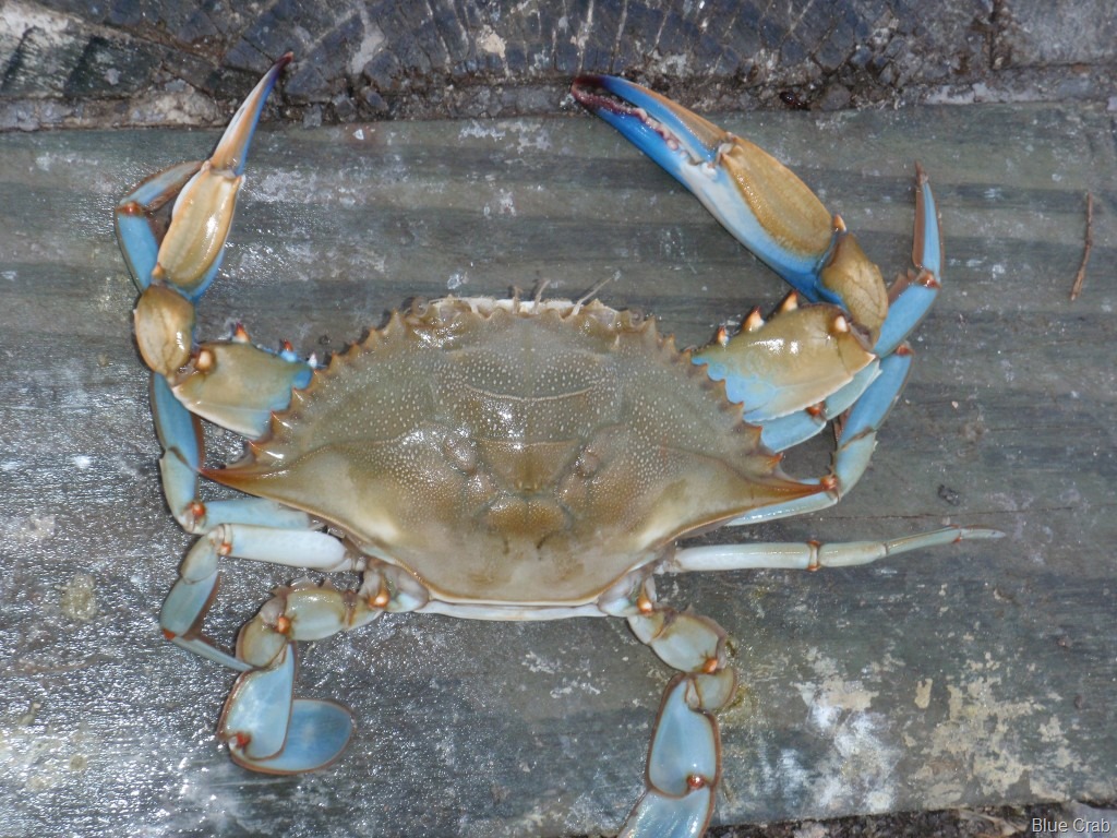 Crustacean Rights: The Case of the "Lucky" Crabs - Earth in Transition