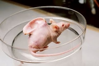 mouse-vivisection-02114131.jpg