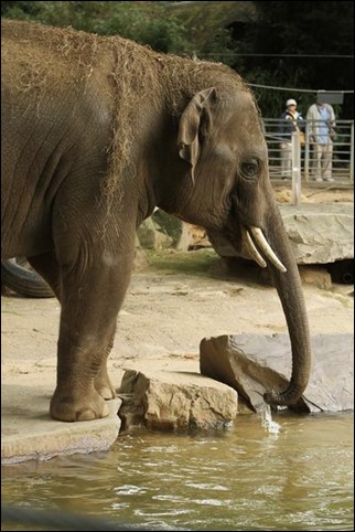 Budi the elephant. Photo provided by Denver Zoo