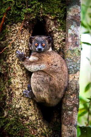 Madagascar's Bamboo Lemur