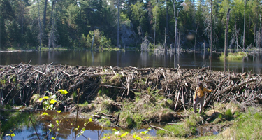 A typical beaver dam