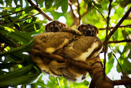 More lemurs