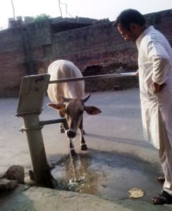 Zoe: News and Views - Cow pumps her own water