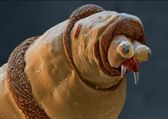 maggot-electron-microscope