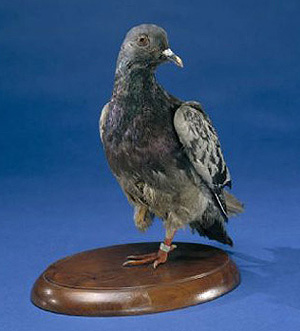 Zoe: Big Story - Cher Ami, pigeon who flew missions in WWI
