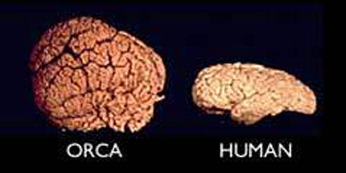 Zoe: Big Story - Orca brain compared to a human brain - Earth in Transition