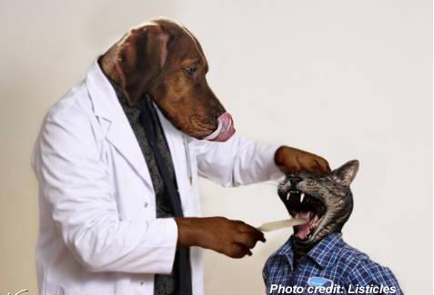 Veterinarian,veterinarian near me,veterinarian salary,how much do veterinarians make,emergency veterinarian