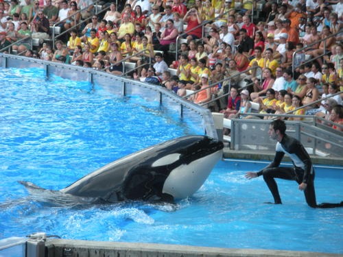 SeaWorld Hit with Another Violation - Earth in Transition