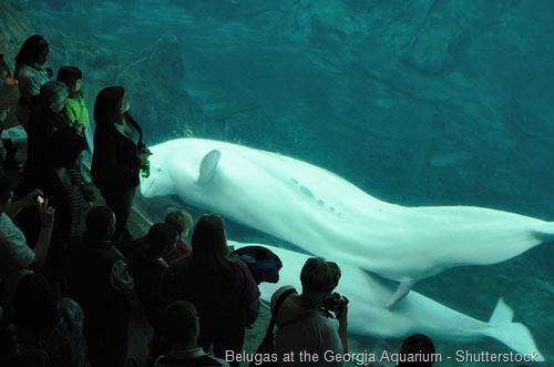 Beluga Death Calls Aquarium's Import Permit into Question